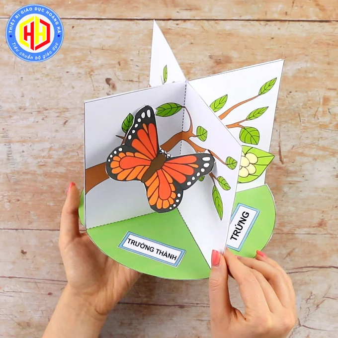 Trưởng thành: một con bướm với đôi cánh rộng sặc sỡ chui ra khỏi cái kén