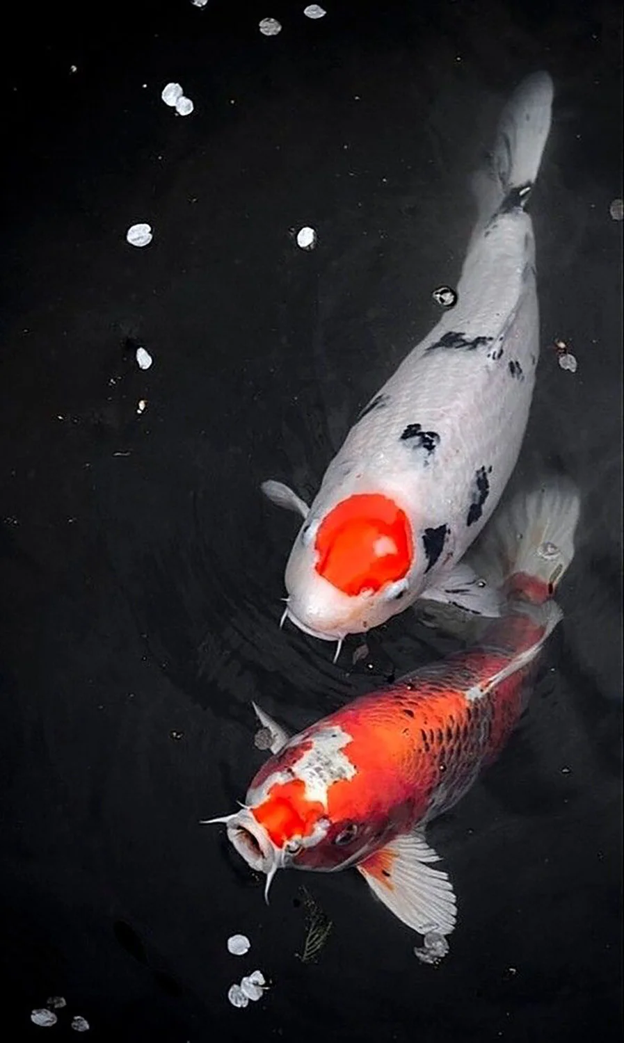 Cặp cá Koi siêu đẹp