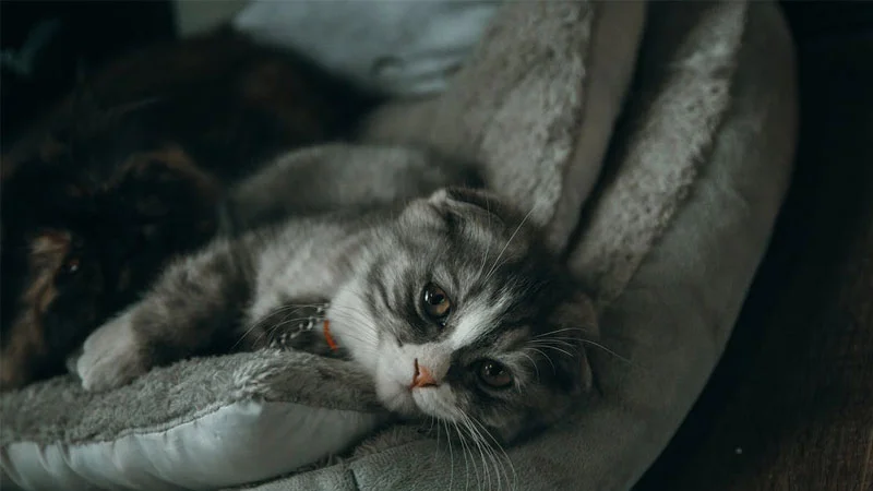 Hình nền máy tính mèo 4K cute - hình 2