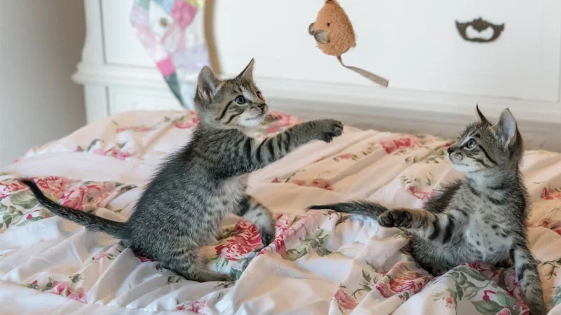 Hình nền máy tính mèo 4K cute - hình 5