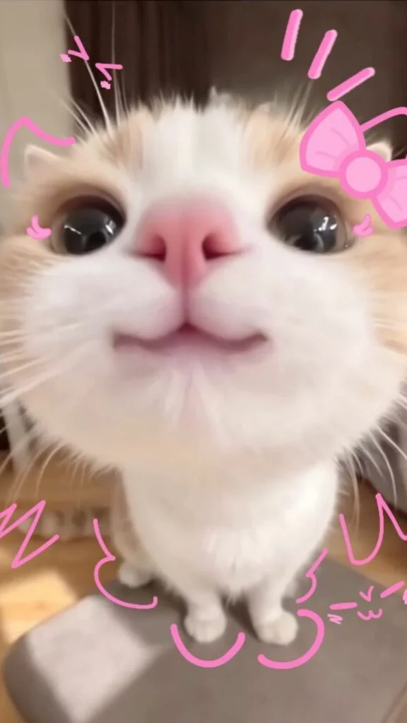 Tổng hợp hình nền mèo cute, may mắn 4K mới nhất cho điện thoại và máy tính