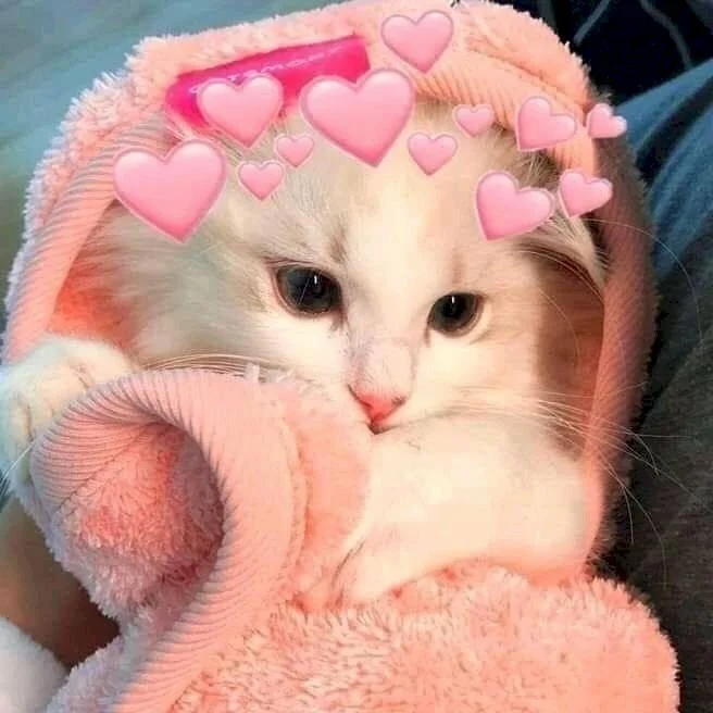 Top 101 ảnh mèo trắng cute đẹp nhất