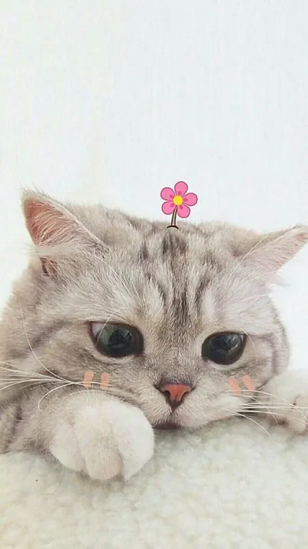 Bộ sưu tập ảnh mèo cute, dễ thương tan chảy - hình 3