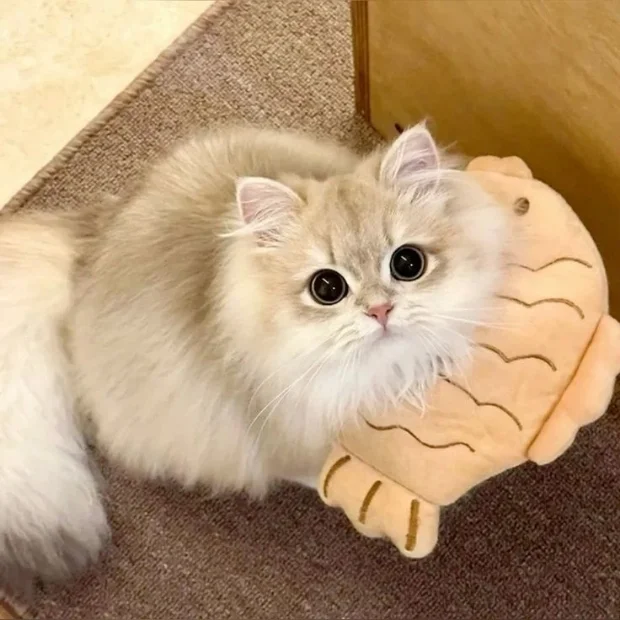 Kho ảnh mèo cute, dễ thương, hài hước để làm avatar hay hình nền