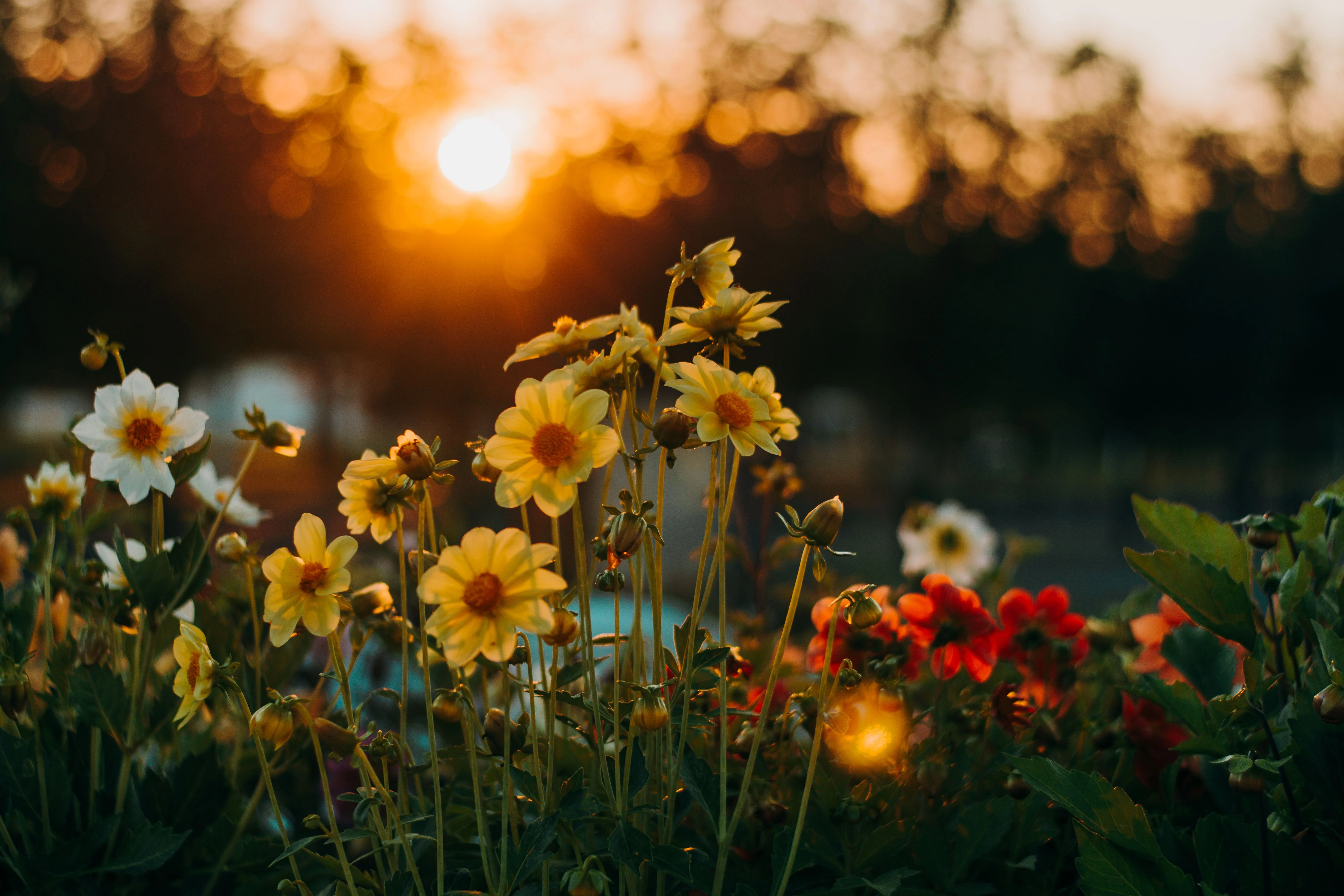 Ảnh avatar đẹp với vườn hoa nhỏ đón nắng chiều ấm áp