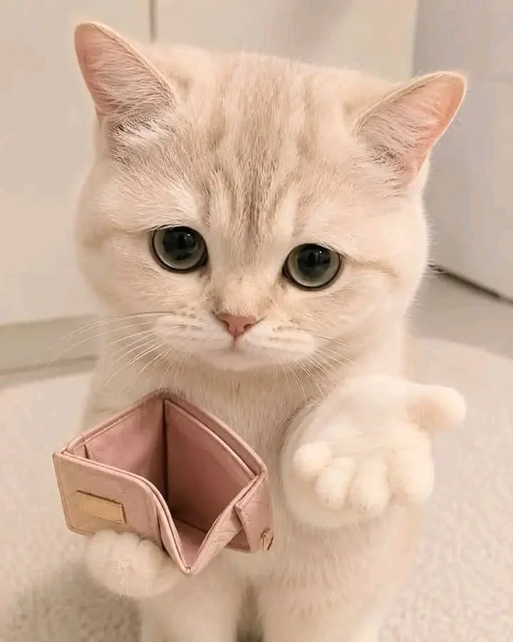 474+ Ảnh Cute Mèo Dễ Thương Với Những Khoảnh Khắc Đáng Yêu - Thưởng Thức Âm Nhạc Hello - Trung Tâm Hello