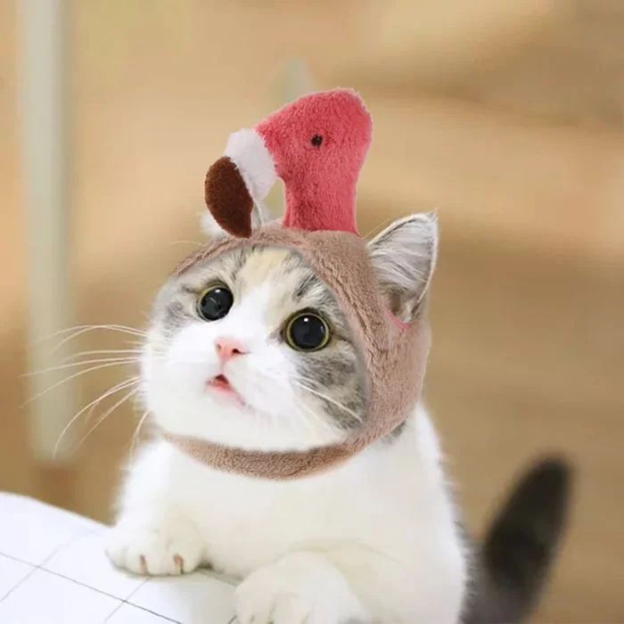 Ảnh cute mèo - Tuyển tập hình ảnh những chú mèo đáng yêu nhất