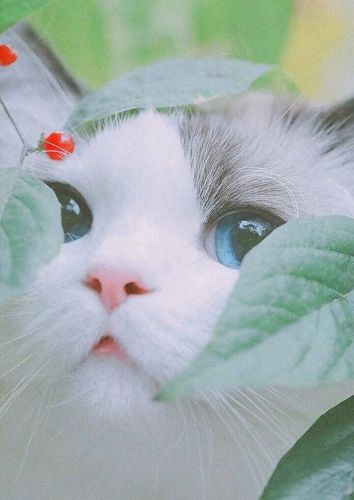 Hình con mèo cute ẩn mình sau tán lá xanh