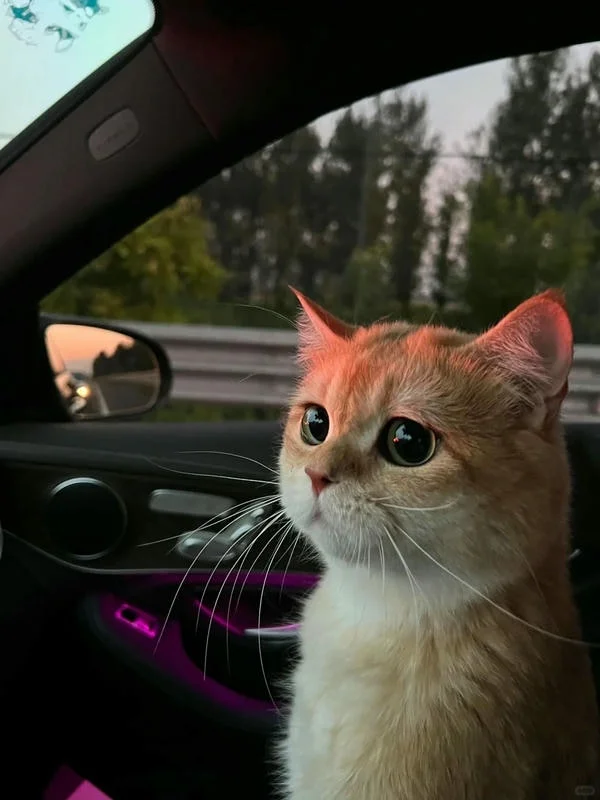 Hình con mèo cute đang ngồi trong xe hơi