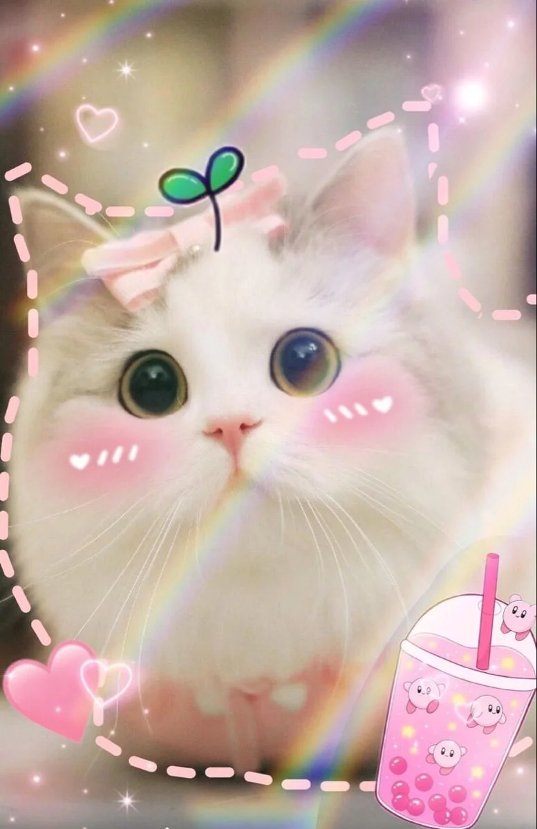 Hình con mèo cute với hiệu ứng cầu vồng và trà sữa dễ thương