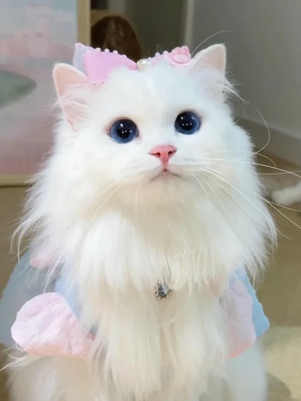 mèo trắng cute đeo nơ hồng