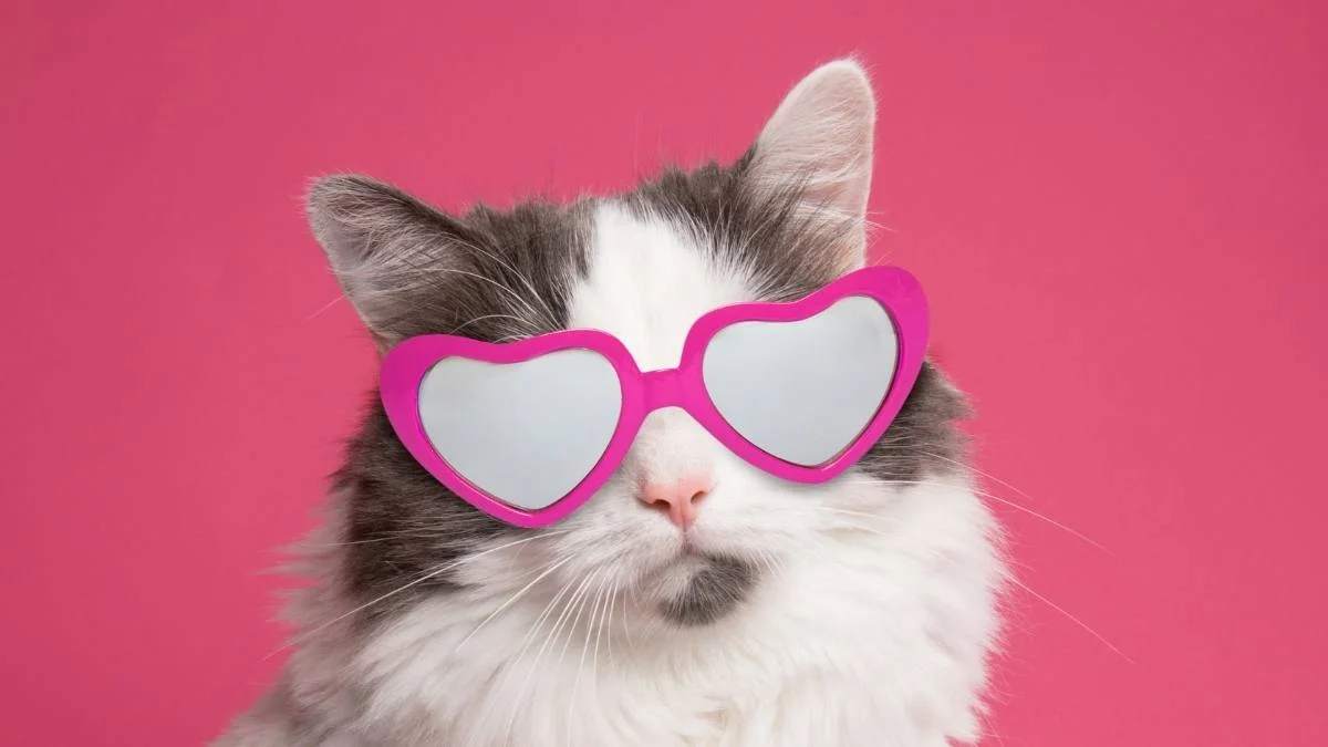 Hình nền mèo 3D đẹp