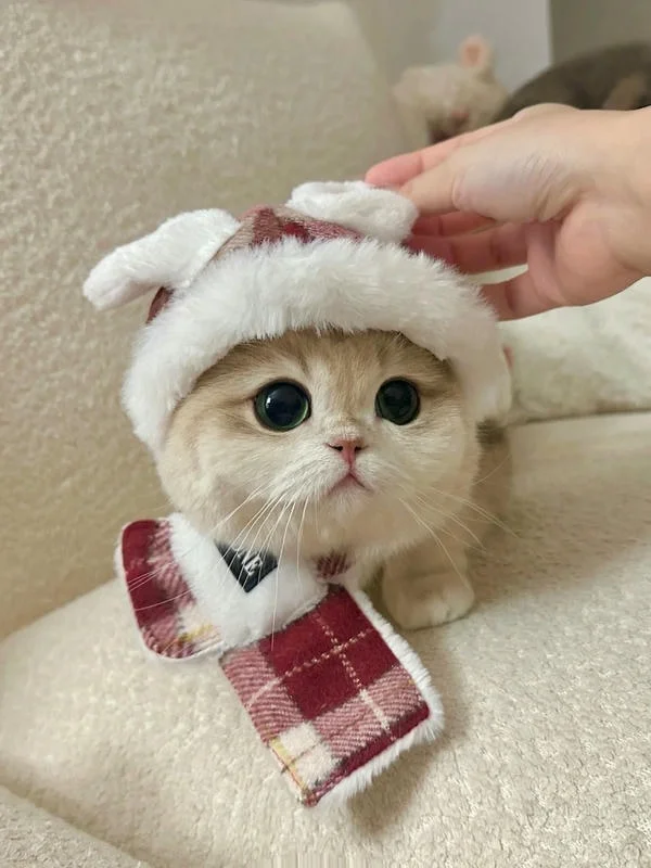 mèo cute đội mũ len và quàng khăn