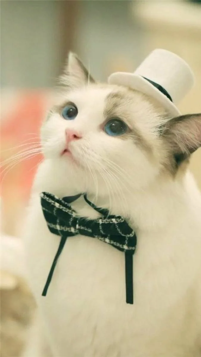 Hình nền mèo ngầu cute