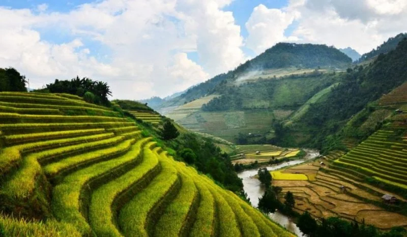 Ruộng bậc thang xanh mướt trải dài giữa núi rừng trong chuyến du lịch vùng cao