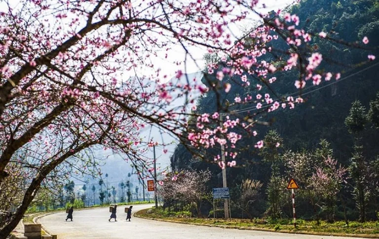 Con đường hoa đào nở rộ trong chuyến du lịch mùa xuân