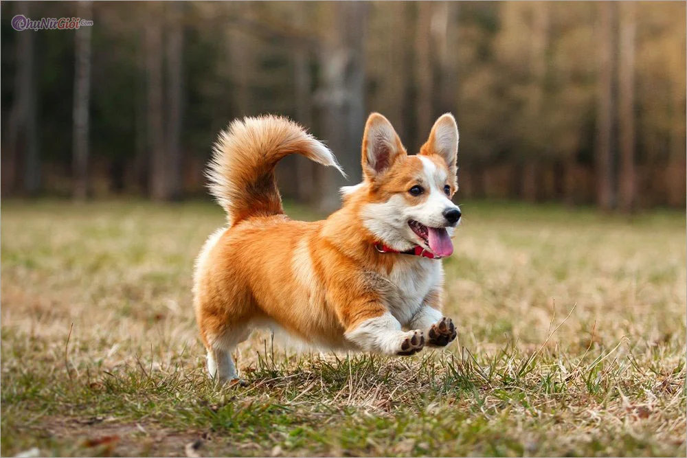 chú chó corgi đang chạy nhảy