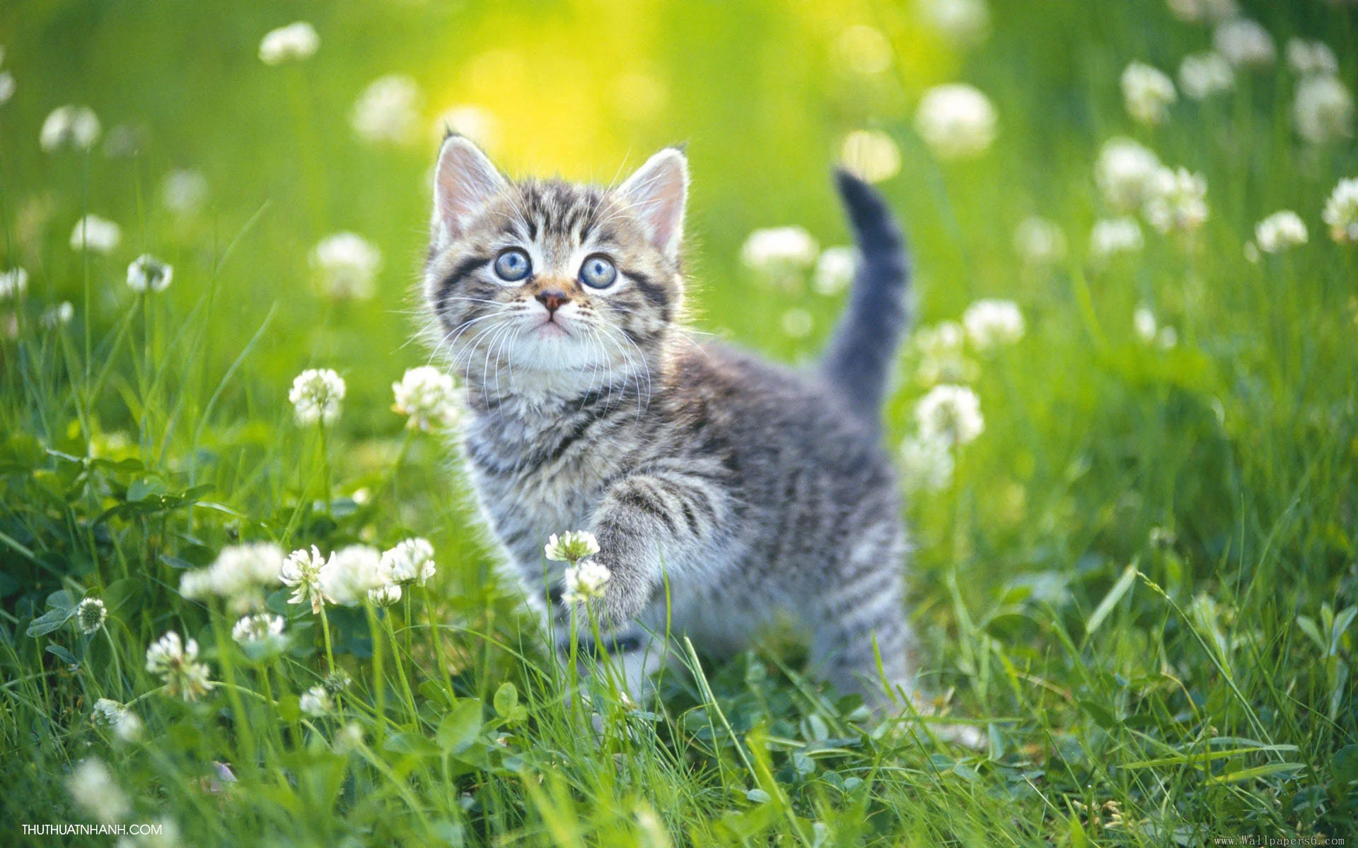 chú mèo con dễ thương giữa cánh đồng hoa