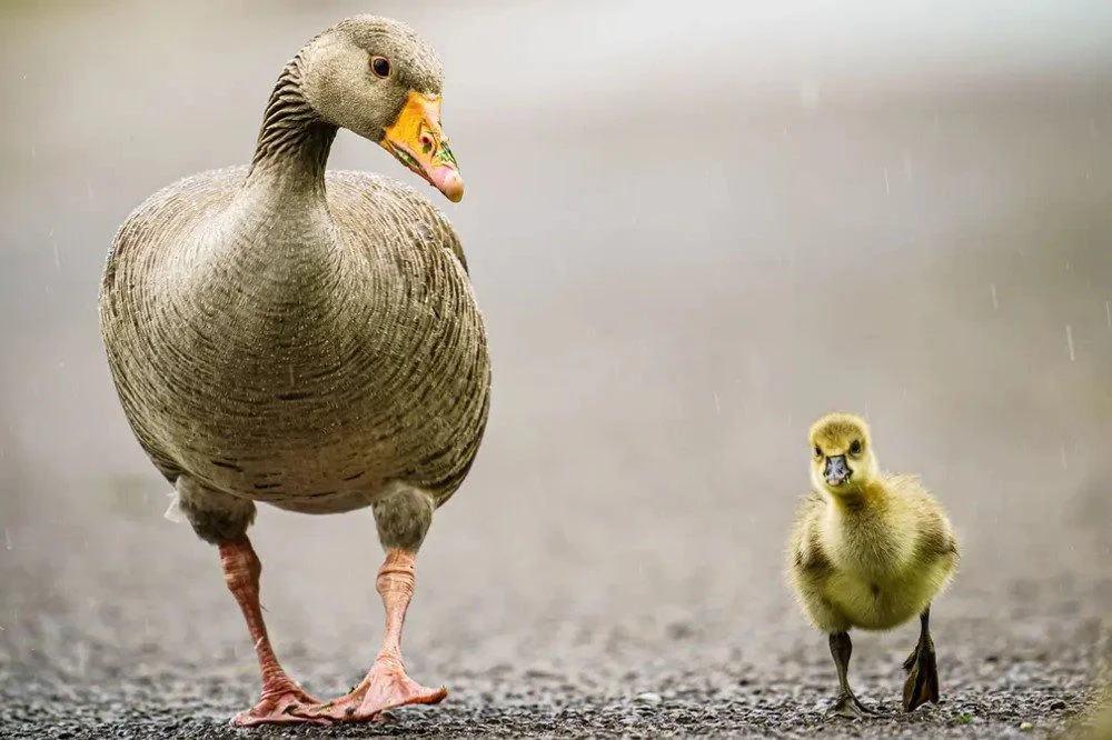 ngỗng mẹ và ngỗng con đang đi bộ