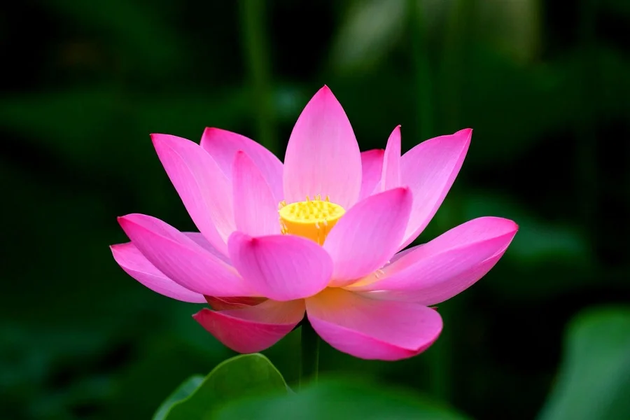 anh-hoa-sen-dep (7)