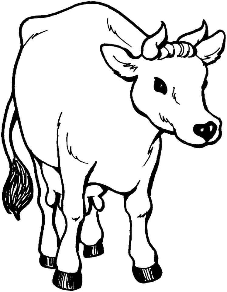Con Bò Đang Nhìn
