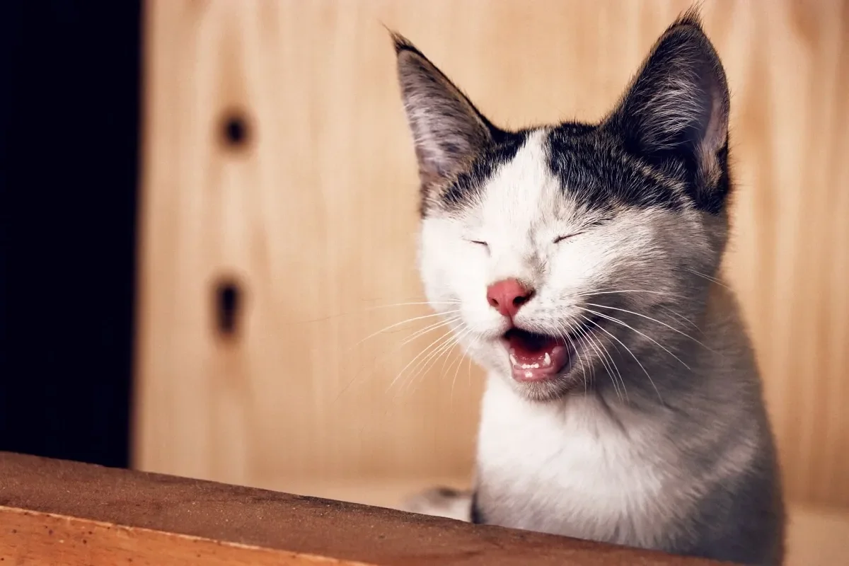 Kho 100+ Meme Mèo Cười cute với biểu cảm cười đểu chỉ tay bựa, cười nhe răng