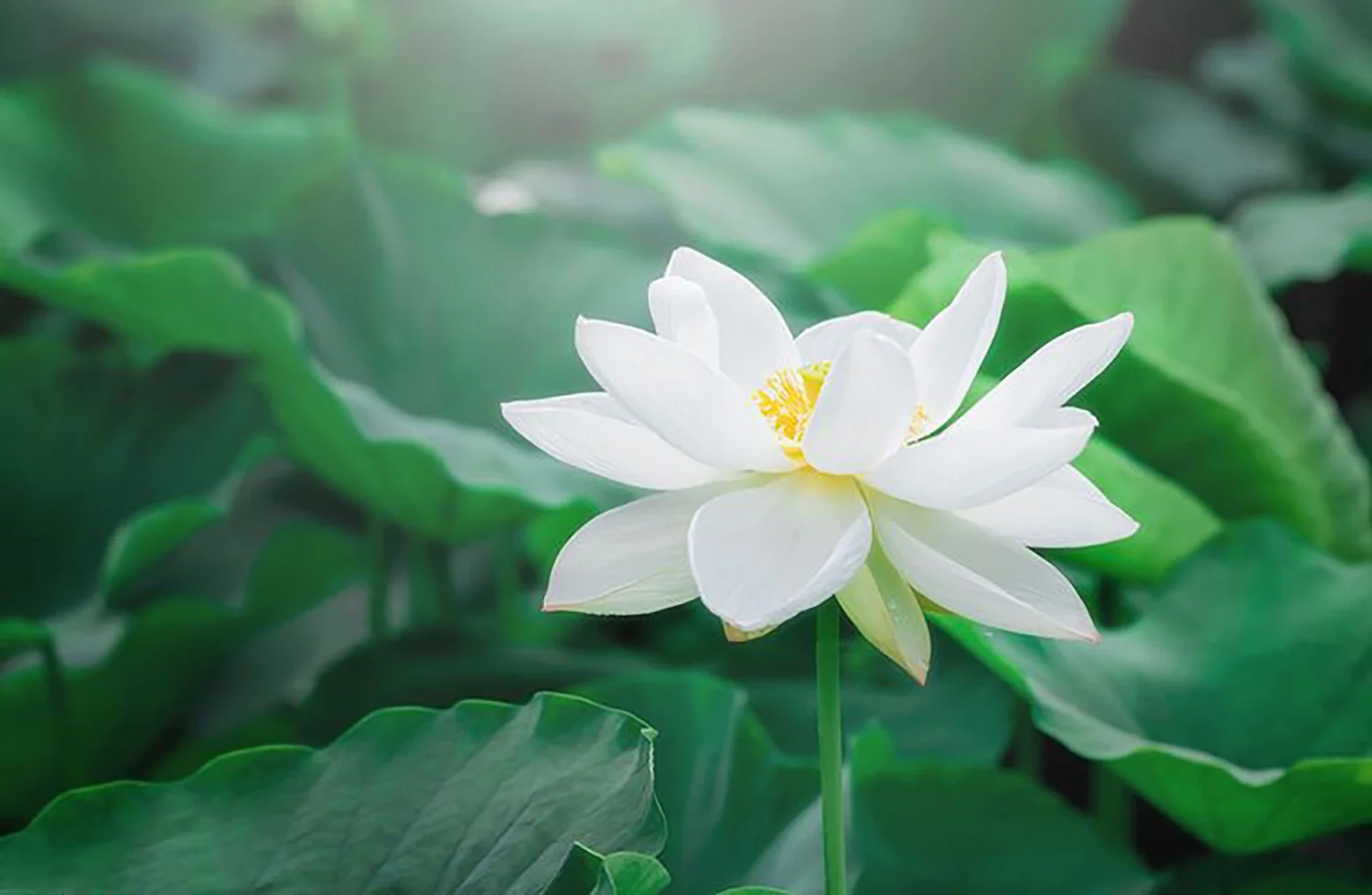 Đóa sen nở sớm giữa muôn vàn lá xanh