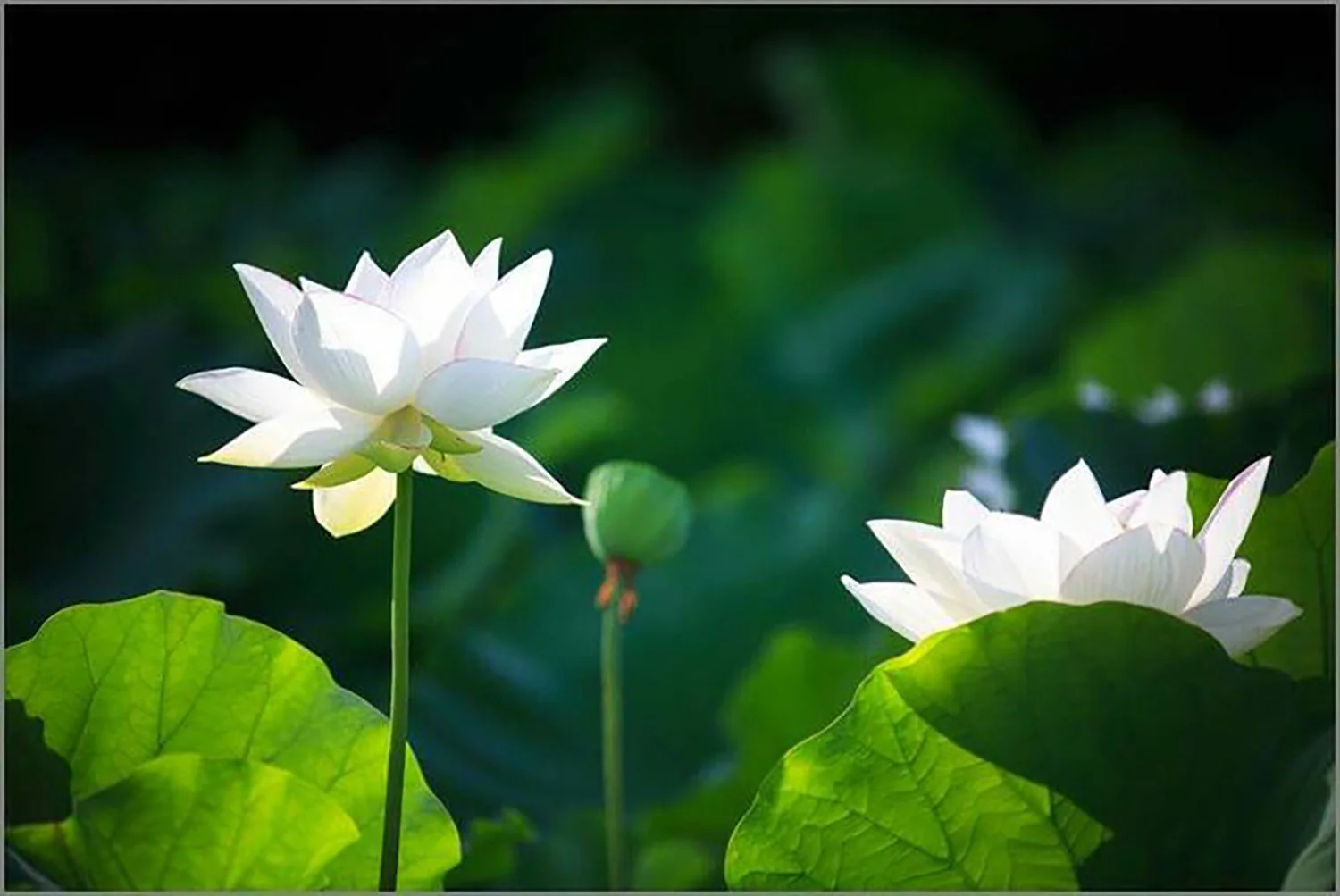 Những đóa sen bung nở buổi sáng