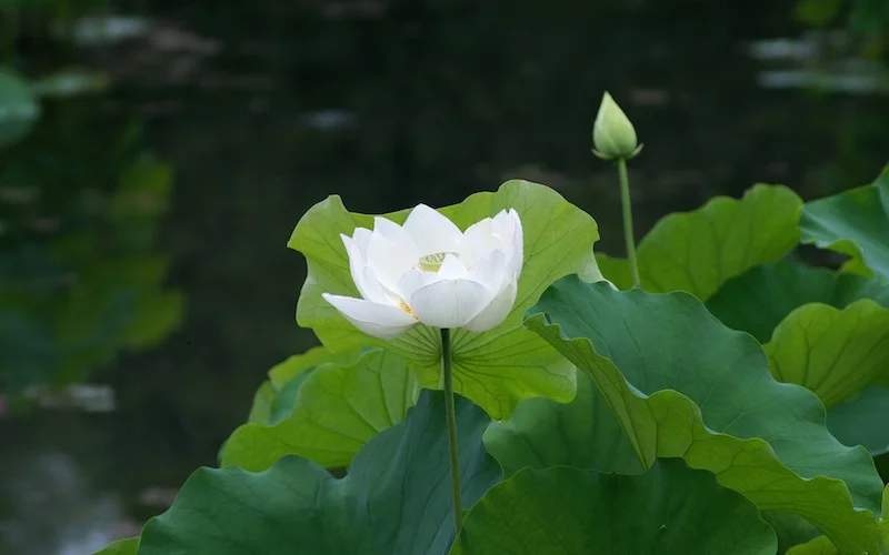 Ý nghĩa, cách trồng sen trắng hiệu quả và hướng dẫn cách cắm hoa sen trắng ...