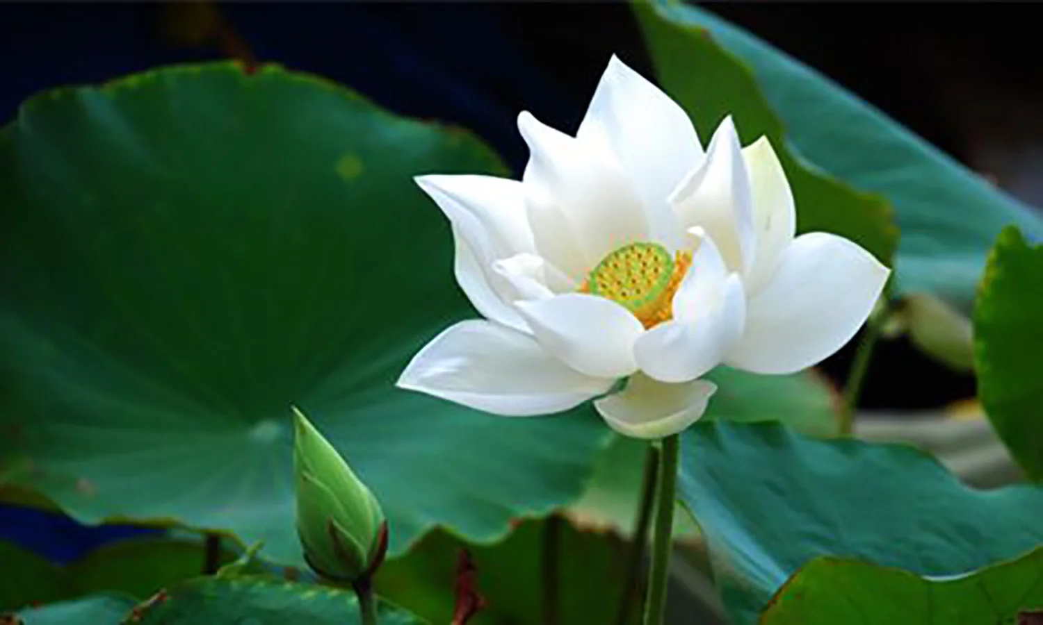 Hoa sen trắng tinh khôi
