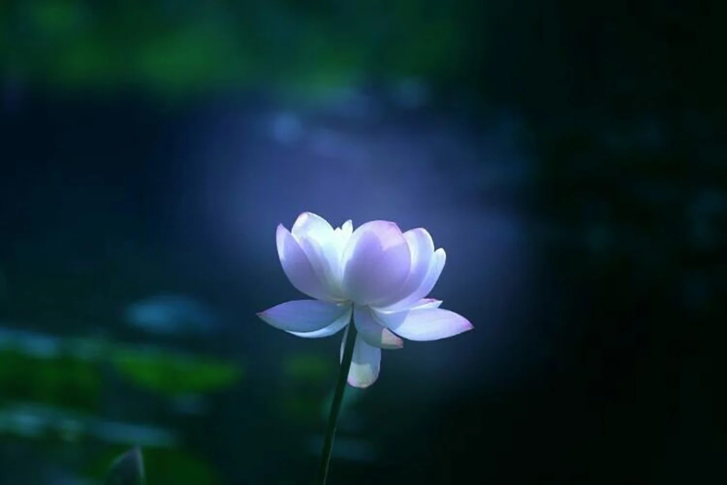 Đóa sen tươi sáng giữa màn đêm