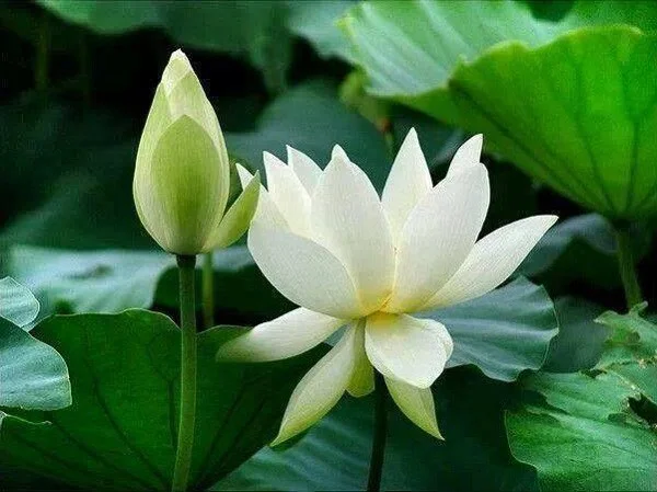 Hoa Sen Trắng (White Lotus) - Loài hoa mang ý nghĩa của sự thanh cao thuần khiết - Salena