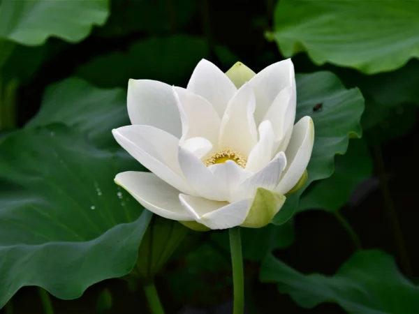 Ý nghĩa của sen trắng - Hương thơm thuần khiết, thanh cao – Sonice Aroma