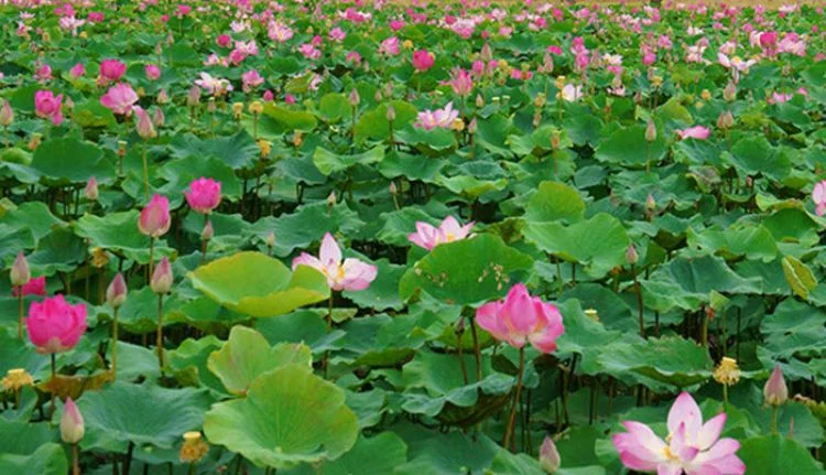 Cánh đồng sen hồng rộng lớn