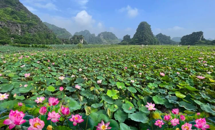 Cánh đồng sen hồng dưới chân núi đá vôi