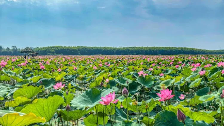 Cánh đồng sen hồng trải dài dưới bầu trời xanh
