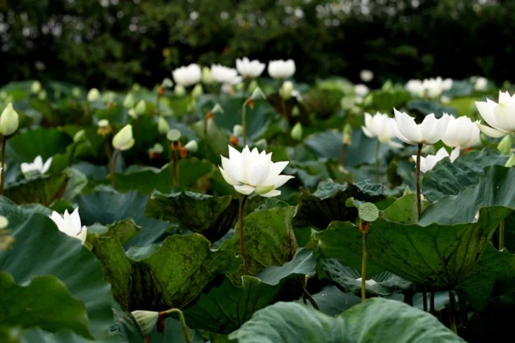 Cánh đồng hoa sen trắng tinh khôi