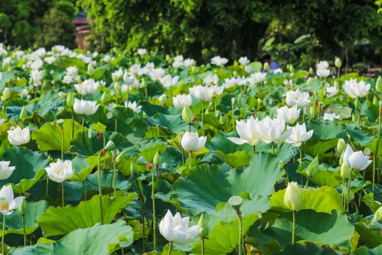 Vườn hoa sen trắng nở rộ khắp đầm