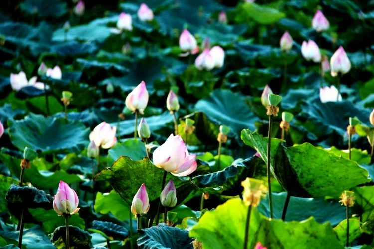 Những nụ hoa sen hồng e ấp trong đầm