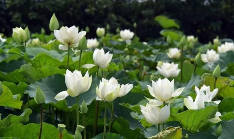 Cận cảnh hoa sen trắng trong đầm
