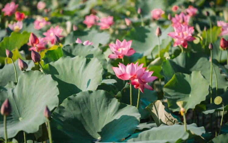Đầm sen hồng khoe sắc dưới nắng